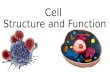 Cell's Structure: ER and Golgi Bodies