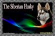 The Siberian Husky- animated widescreen