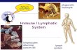 The Immune System AP Biology Ch. 35