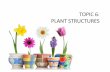Topic 6  Plant Structure