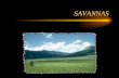 Savanna pp