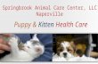 Springbrook Animal Care Center,LLC Naperville,IL - Puppy & Kitten Health Care