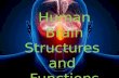 Human Brain Structures and Functions