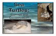 Presentation For Turtle Beach Lodge