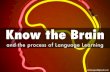 Brain and language skills- How our brain works in acquiring sills in a second language
