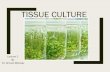 Tissue culture 2