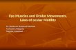 Eye muscles and ocular movements, laws of ocular motility