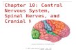 Chapter 10  central nervous system, spinal nerves, and cranial nerves