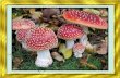 18  SPRING (fungi)  Gombák