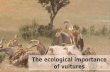 Ecological importance of vultures final