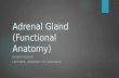 Adrenal gland (functional anatomy)