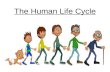 The human life cycle