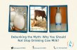 Debunking the Myth: Why You Should Not Stop Drinking Cow Milk?