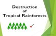 Destruction of tropical rainforests
