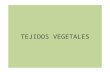 Tejidos vegetales. IES Ramón Arcas