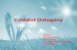 Conidial ontogeny