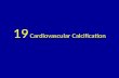 19 cardiovascular calcification