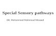 Special sensory pathways