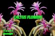 Cactus  Flowers