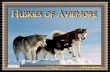 Huskies of Aviemore