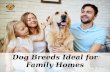 Dog Breeds Ideal for Family Homes