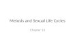 Meiosis and Sexual Life Cycles Chapter 13. Genetics Genetics is the scientific study of heredity and hereditary variation. Heredity is the transmission.