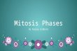 Mitosis PhasesMitosis Phases By Kayley GibbonsBy Kayley Gibbons.