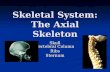 Skeletal System: The Axial Skeleton
