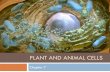 PLANT AND ANIMAL CELLS Chapter 7. What’s a cell?  The structural, functional and biological unit of all organisms.