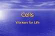 Cells Workers for Life.