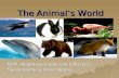 1 The Animal’s World The Animal’s World МОУ «Новониколаевская СОШ №2» Лыгина Ольга Николаевна.