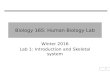 1 Biology 165: Human Biology Lab Winter 2016 Lab 1: Introduction and Skeletal system.