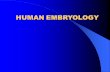 HUMAN EMBRYOLOGY. Chapter 24 Development of Digestive and Respiratory Systems 1. Primordium -- The primitive gut.