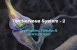 The Nervous System - 2 Organization, Function & Communication.
