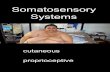 Somatosensory Systems cutaneous proprioceptive. Adequate Stimuli Thermal (infrared radiation, contact) Touch (light touch, pressure, vibration) Pain and.