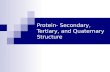 Protein- Secondary, Tertiary, and Quaternary Structure.