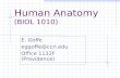 Human Anatomy (BIOL 1010) E. Goffe Office 1132F (Providence)