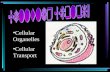 Cellular Organelles Cellular Transport. History 1665 – Robert Hooke – observation of cork cells 1833 – Robert Brown – nucleus discovery.