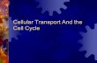 Cellular Transport And the Cell Cycle. Diffusion  Diffusion is the movement of particles from a region of high concentration to an area of lower concentration.