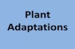 Plant Adaptations. Co-evolution Pollinators evolved with flowers. Flowers evolved with pollinators. They are intertwined.