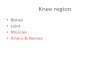 Knee region Bones Joint Muscles Artery & Nerves. Movements at the Knee Flexion / Extension – Occurs in sagittal plane Rotation: internal / external -