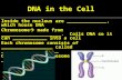 DNA in the Cell Inside the nucleus are ______________, which house DNA Chromosome  made from _____________________. Coils DNA so it can ____________ into.
