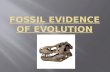 The Fossil Record – made up of all the fossils ever discovered on Earth  provides evidence that species have changed over time  Fossil – the remains.