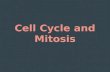 Cell Cycle and Mitosis. Objectives Describe the events of cell division in prokaryotes. Name the two parts of the cell that are equally divided during.