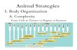 Animal Strategies I. Body Organization A. Complexity From Cells to Tissues to Organs to Systems.