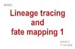 Lineage tracing and fate mapping 1