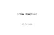 Brain Structure 02.04.2016. Nervous System Central Nervous System BrainSpinal Cord Peripheral Nervous System Cranial nerves, spinal nerves, peripheral.