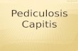 Pediculosis Capitis Vicky Bird 2015. Head lice Nits Creepy Crawlies Hitch hikers Little friends Cooties Vicky Bird 2015.