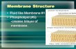 Membrane Structure Fluid like Membrane #1 Phospholipid (#5) -creates bilayer of membrane.