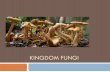 KINGDOM FUNGI. Kingdom Fungi Characteristics  Eukaryotes  Heterotrophic  mostly multi-cellular  some unicellular (yeast)